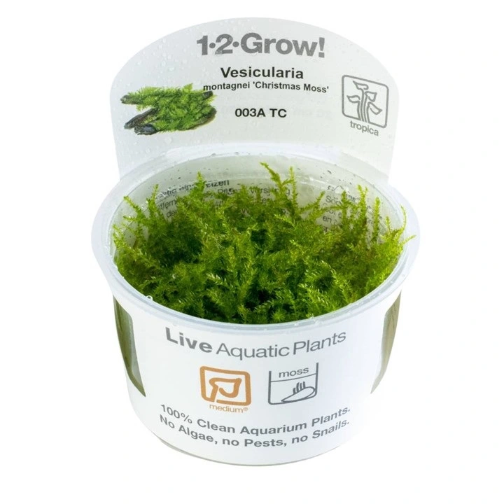 Tropica Vesicularia dubyana Christmas 1-2-GROW